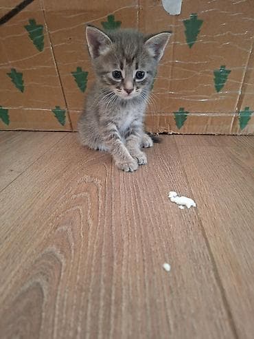 Мышыктар: Отдаем котят в добрые руки малышам 1 месяц — 1