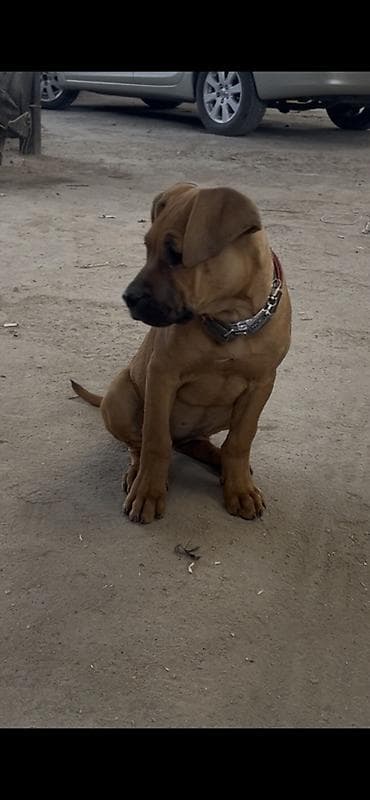 тез арада: Питбуль, 4 айлык, Ургаачы, Эмделген — 3