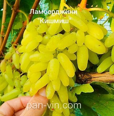 <Ламборджини> кишмиш - Ягода: крупная, удлинённая