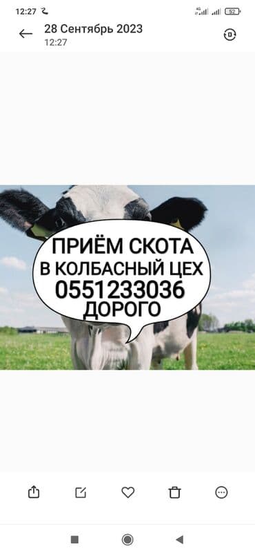 дом попугая: Куплю | Коровы, быки, Лошади, кони | Круглосуточно, Любое состояние, Забитый — 1