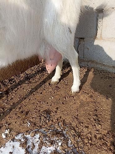 мёд белый: Продаю | Коза (самка) | Для молока — 1