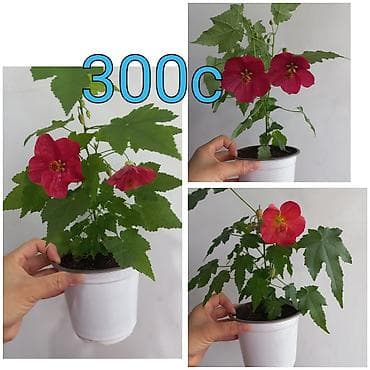 мёд эспарцет: Көчөттөр — 5