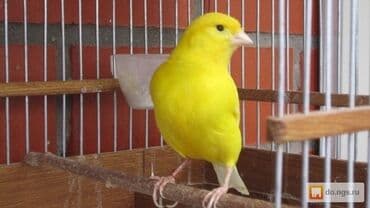 купить несушек курей: Дома́шняя канаре́йка — одомашненный подвид канарского канареечного — 5