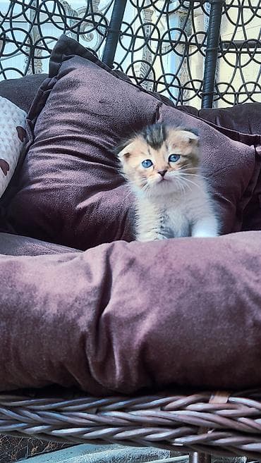 шотландский кот вислоухий: Скотиш Фолд (Шотландская вислоухая), 1 месяц, Девочка, Черепаховый, Приучена к лотку — 2