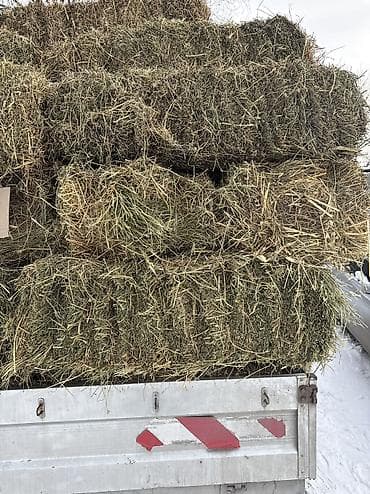 продаю соя: Тюки метр и больше 1вый укос беде — 3