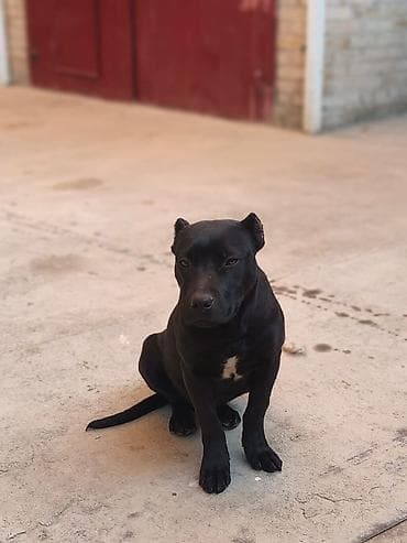 Услуги ветеринара: 5 месяцев, Самец, С прививкой — 3