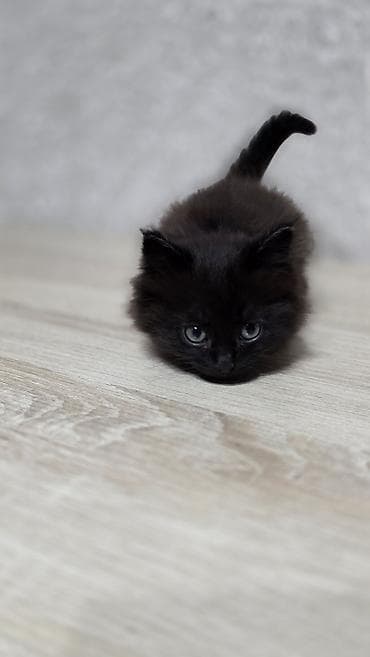 коша: Беспородная, 2 месяца, Мальчик, Приучена к лотку — 2