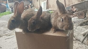 Продаю | Крольчата | Для разведения