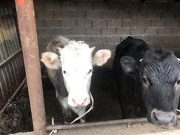 куплю теленок: Продаю | Музоо, торпок | Алатауская | На откорм, Для разведения | Искусственник — 4