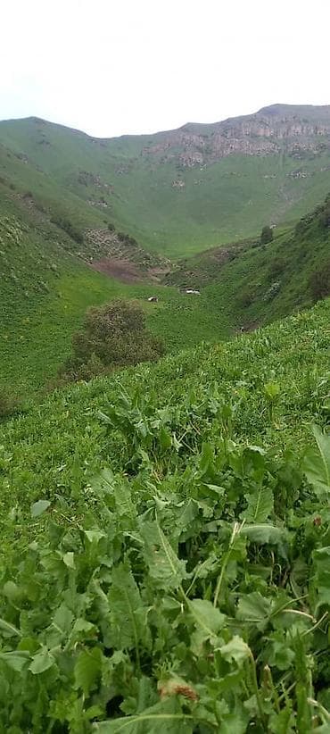 семетей участки: Сатуу — 1