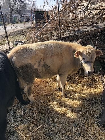 као мани сколько стоит: Продаю | Музоо, торпок | На откорм | Привязанные — 1