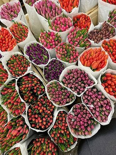 доллар цветы: Тюльпаны оптом — прямые поставки из Голландии - Цена: 70 сом за штуку — 4