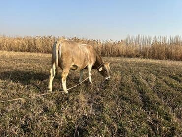 продам бу оборудование для птицефабрики: Продаю | Корова (самка), Бык (самец) | На откорм | Племенные — 10