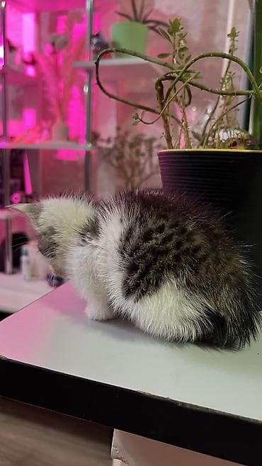 Кошки: Кошка даром: Беспородная, 1 месяц, Мальчик, Приучена к лотку — 5