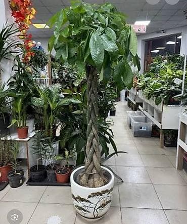 Декоративные крупномеры для интерьера: пахира (Pachira aquatica) с — 4