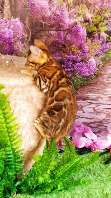 новорожденные котята: Друзья!! Проф питомник Бен Гла Мур Предлагает Шикарных элитных — 22