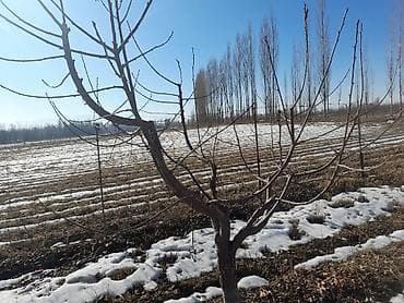 зерно на посев: Саженцы плодовых деревьев для сада. - Тип: молодые деревья — 1