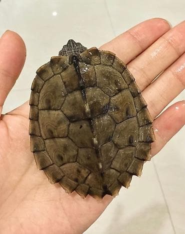 Кемирүүчүлөр: Водная черепаха (мелкие особи). - Вид: пресноводная, с тёмным — 5