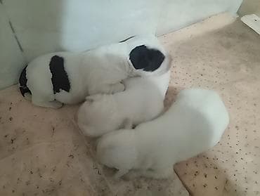 Продажа собак: Алабай, 1 месяц, Самец — 1