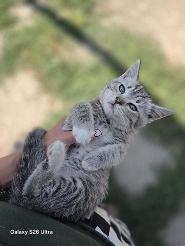 Мышыктар: 1 айлык, Эркек, Боз, Лотокко барууга үйрөтүлгөн — 1
