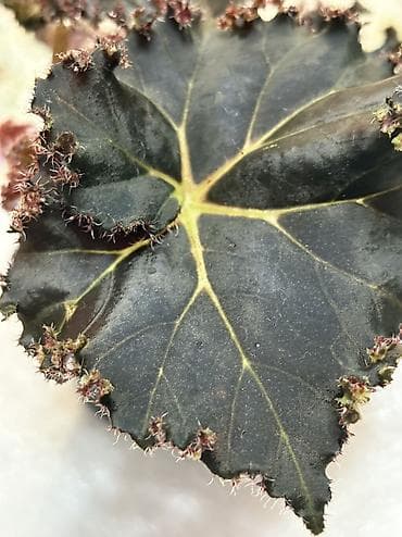 питомник растений: Продаю бегонии. Цены 300-600 сом
Район восточ. А/В или рядом с ГУМом — 5