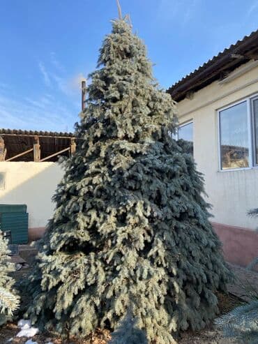 Ель голубая (Picea pungens, Blue Spruce) - Порода: ель колючая