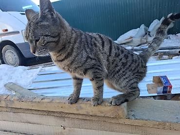 Девочка, С прививками