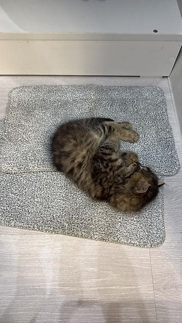 отдам даром вислоухого котенка: Кошка даром: Беспородная, Мальчик — 3