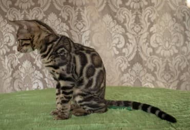 купить породистых котят: Бенгальские котята новый помет. Элита кошачьего мира.Питомник бен гла — 4