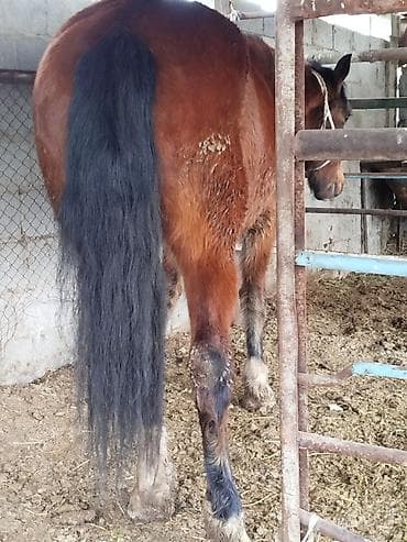 Мышыктар: Сатам | Бээ (ургаачы) | Аргын | Көбөйтүү үчүн — 2