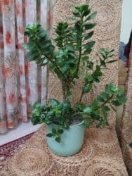 комур сатып алам: Продам каланхоэ, ухоженный. высота от почвы 60см — 2