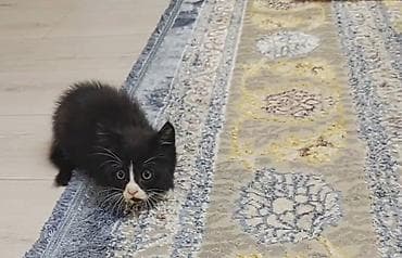 где можно купить кошку в бишкеке: Отдам котёнка в добрые руки 🐾 Девочка, 3 месяца. Очень умная, ласковая — 9