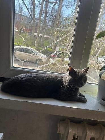 кошка серый: 1 год, Мальчик — 6