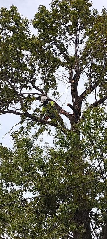 Спил деревьеПрофессиональные высотные работы по деревьям удаление