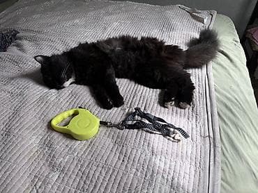 Отдам даром кошку: Кошка даром: Беспородная, 2 года, Мальчик, Метис — 8