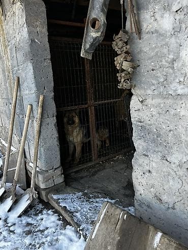 Обои: Вольер для собаки из металла с дверцей - Конструкция: каркас из — 10