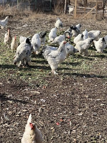 куры на забой: Куры Брама 9 месяцев домашние (30 штук) по 2000 каждая — 1