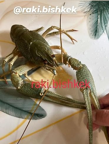 Свежий, Самовывоз, Бесплатная доставка