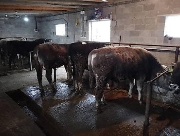 Другие животные: Продаю | Бык (самец) — 6