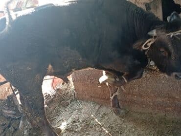 французского бульдога: Сатам | Бука (эркек) | Бордоп семиртүү үчүн | Байланган — 2