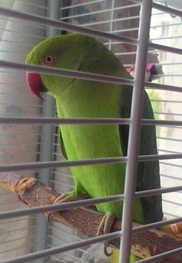 Птицы: Попугаи Ожиреловые хорошо учатся говорить и приручаются к рукам — 4