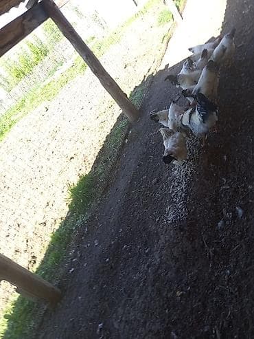 авган матки: Продаю | Куры | Несушки — 3