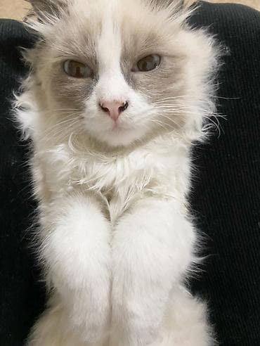 кошка котёнок: Рэгдолл, 7 месяцев, Мальчик, Приучена к лотку — 2