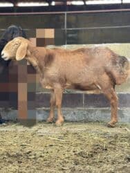 продажа козлов: Продаю | Овца (самка) | Арашан | Для разведения | Матка — 13