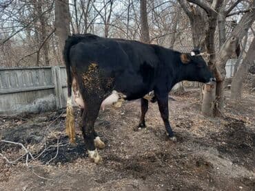 Ковролин: Сатам | Уй (ургаачы) | Сүт алуу үчүн — 2