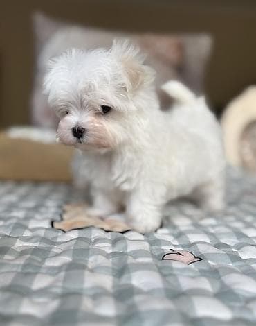 афчарка шенок: Мальтийская болонка, 1 месяц, Самец — 2