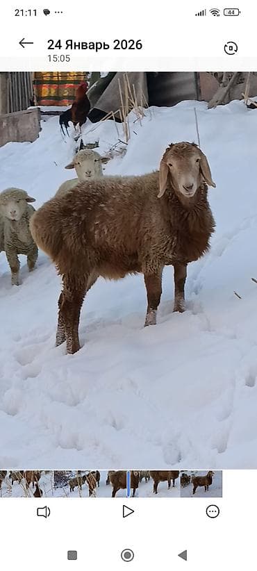 ат баши: Продаю | Баран (самец) | Гиссарская | Для разведения | Племенные — 4