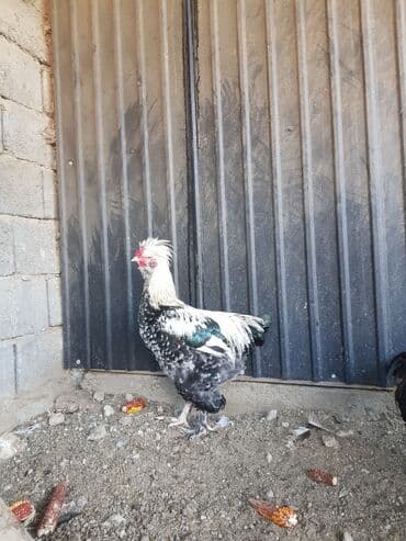 наполнители для кошек: Петушки — 9