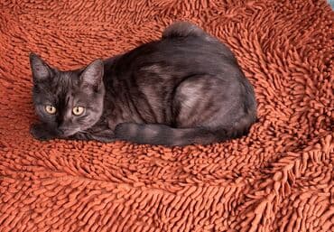 продажа домашних животных: Скотиш Страйт (Шотландская прямоухая), 6 месяцев, Мальчик — 5