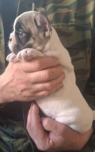 Иттер: - Порода: французский бульдог - Щенки породного типа, компактные, с — 4